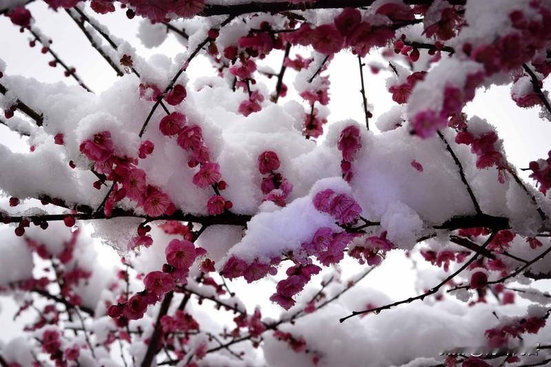 雪梅
 倏然腾六下瑶台，万里江山玉嵌哉。
疏影一枝香久远，数行长短画题来。
  