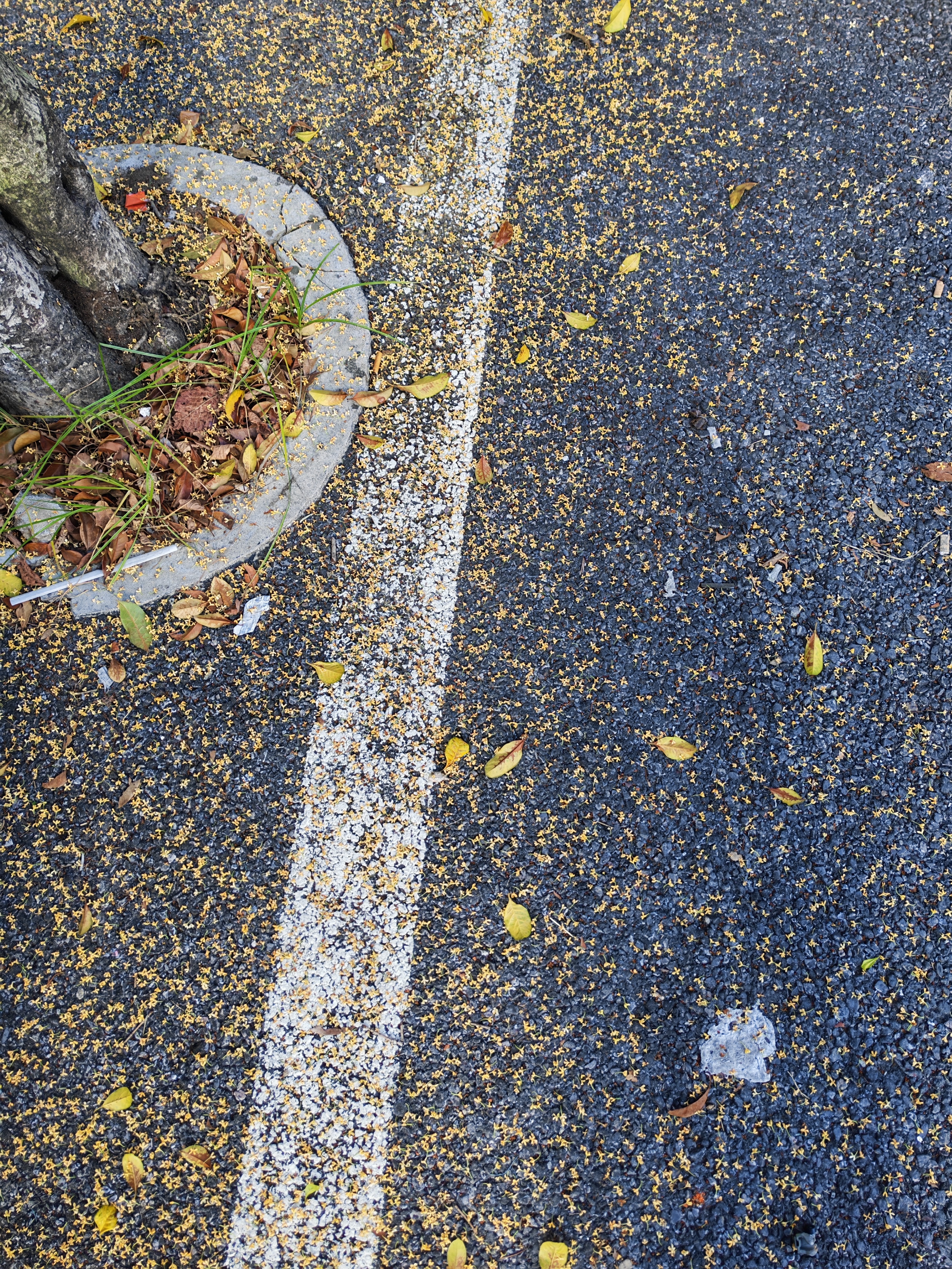 被桂花落了一头 ​​​