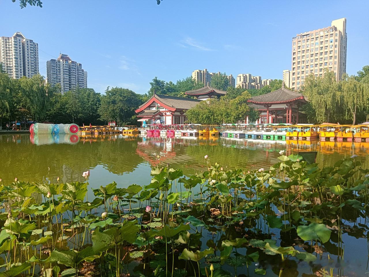 下午走进丰庆公园去观赏荷花、绣球花。丰庆公园在6月的初夏景色宜人，尤其是金湖里成