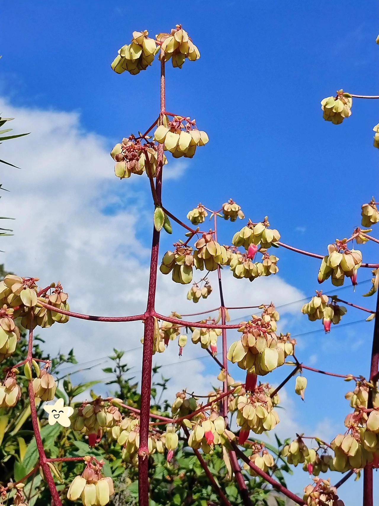 凑近了瞧，花瓣的纹理清晰可见，细腻而又精致，每一片都像是大自然精心雕琢的艺术品。