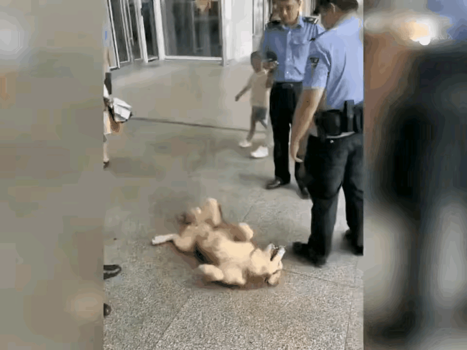 都说狗通人性，它也欺软怕硬，有时候大人带个小孩，它专门欺负小孩子不敢对大人张牙舞