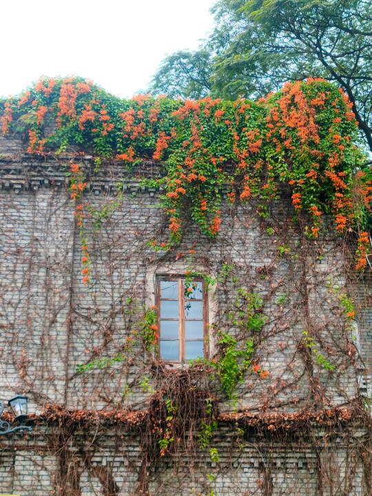 3.14实况❗被开满福州的炮仗花惊艳到