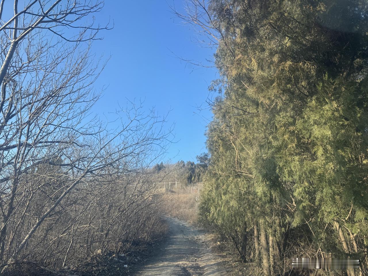 山径冬语

冬日的山径，像一条被时光遗忘的丝带，蜿蜒在枯荣之间。左侧的枝桠裸露出