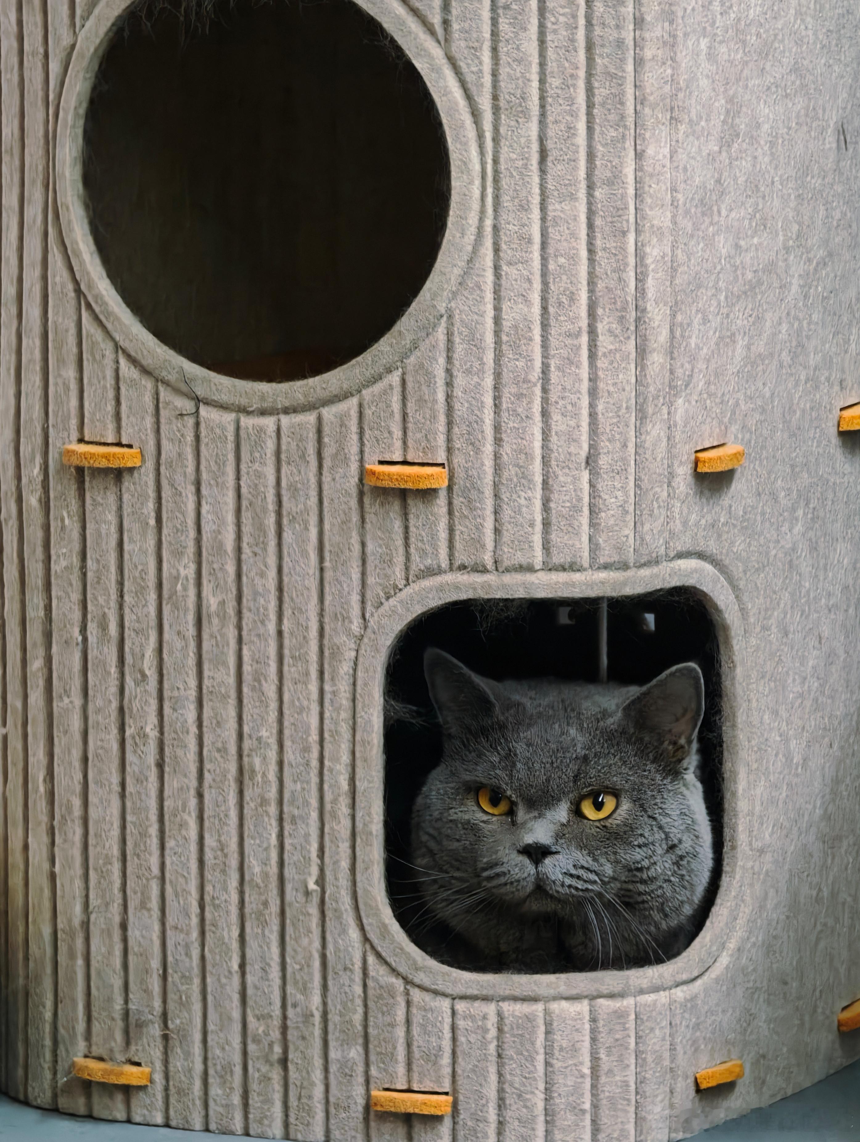 有些人（猫）你一看就知道是大哥 ​​​