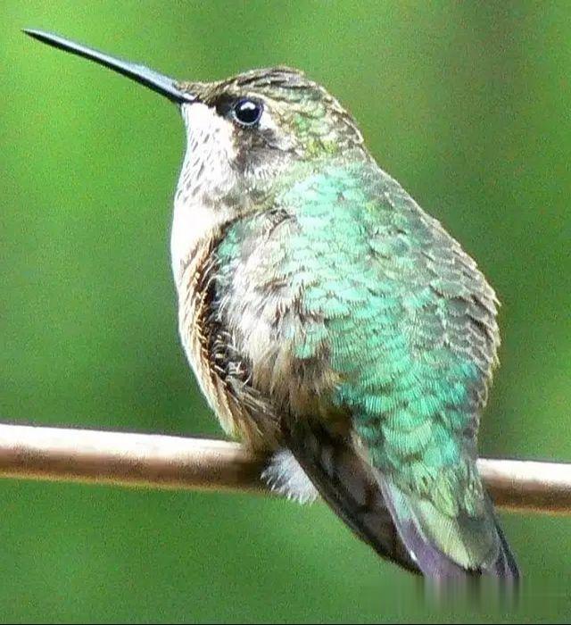 蜂鸟征，米老鼠征，牵牛花征。是一种发生于中老年人的中枢神经系统变性疾病...