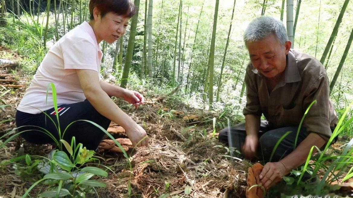 衢州衢江种出高山灵芝捧稳生态金饭碗高山林下育仙草！衢江发展仿野生灵芝种植，生态产