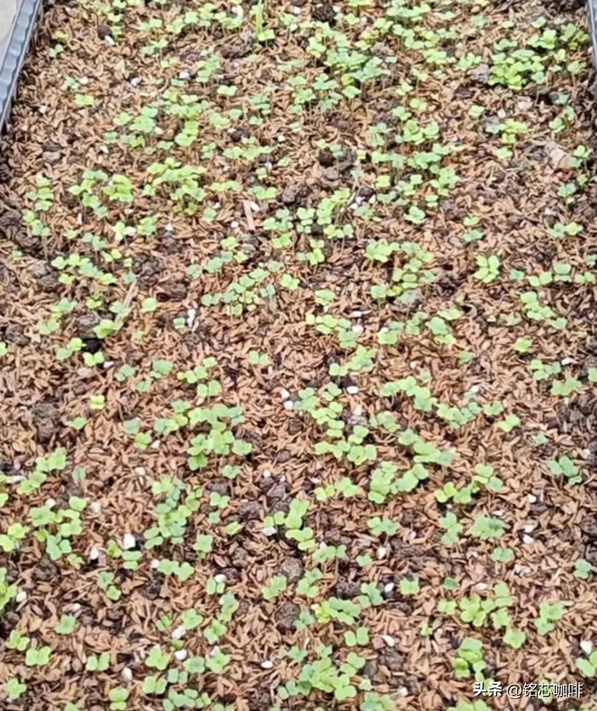 种子发芽率真的太好了，
很快就有小青菜吃了。
这就是种菜的快乐！