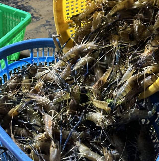 爆火AI龙虾OpenClaw2.0重磅上线，喧嚣褪去才看清技术真相