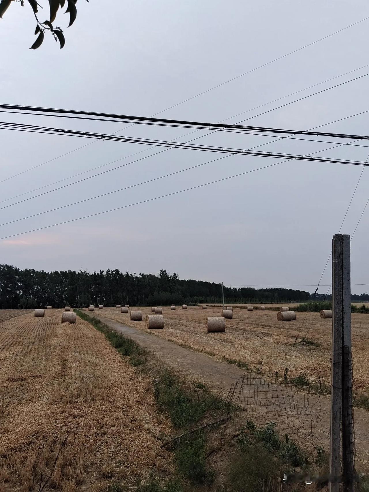 地里的麦子都收完了，满地里的大草包也拾掇起来，就等天降甘霖好下播
每年这个时候持
