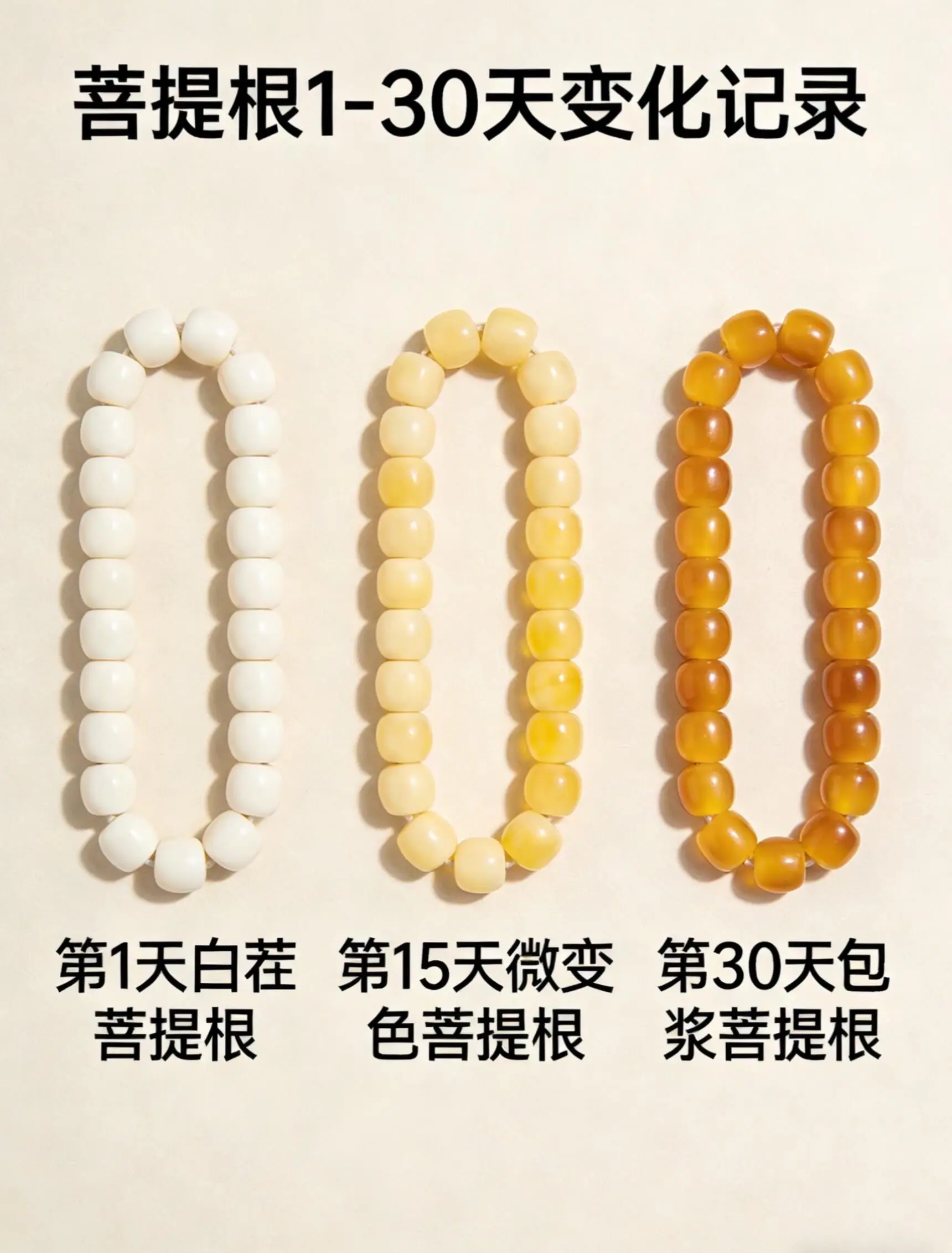 菩提根盘完变化。菩提根1到30天盘完变化