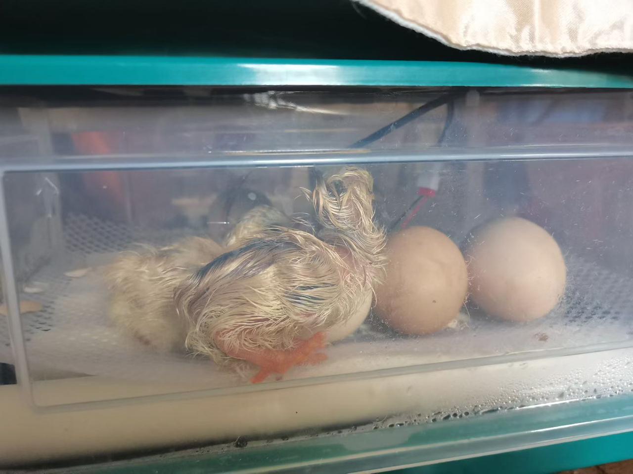 除了坏蛋，其他都可以孵出小鸡来！