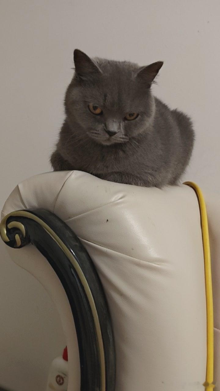 你们家蓝猫也是这么冷漠嘛？很温顺，但是感觉有点傻一样，那眼神睿智 