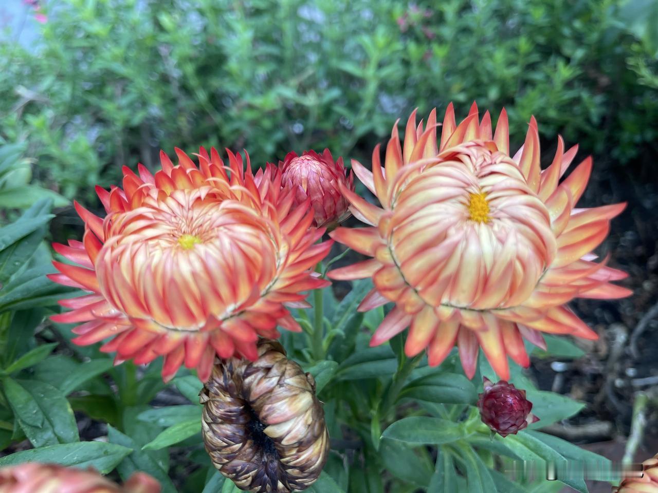 分享一张你拍的花，什么花都行在中国天眼景区拍到的花，不知叫什么名字。