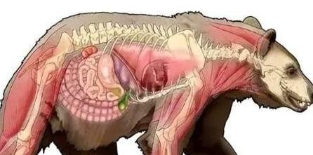 1985年，毒贩桑顿的飞机出事了，1500万美元的可卡因掉进了森林，然后，一只黑