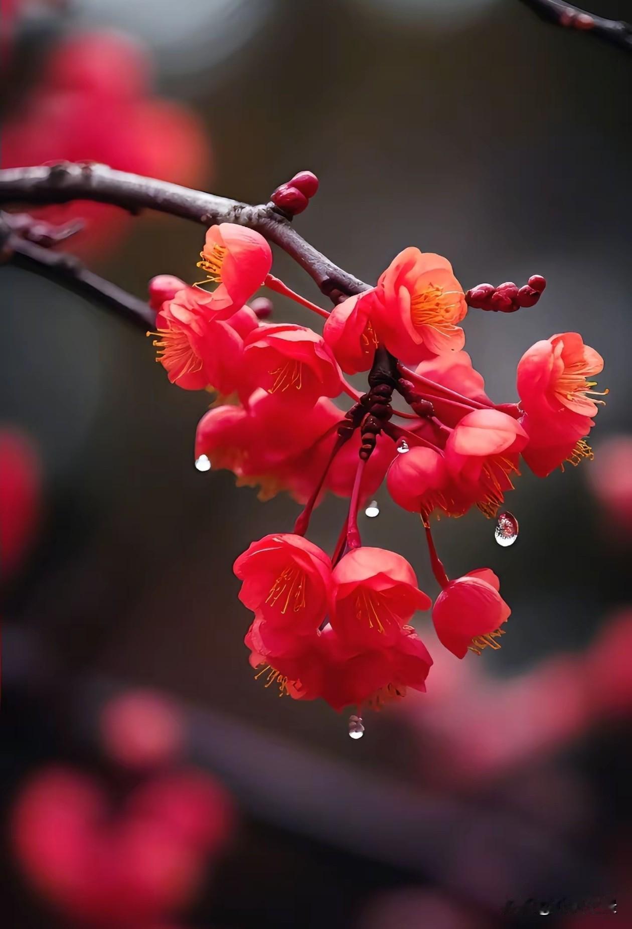 寒枝上的红梅，带着雨珠开得热烈又从容。它不畏惧寒风，在清冷里绽放出最艳的红，像一