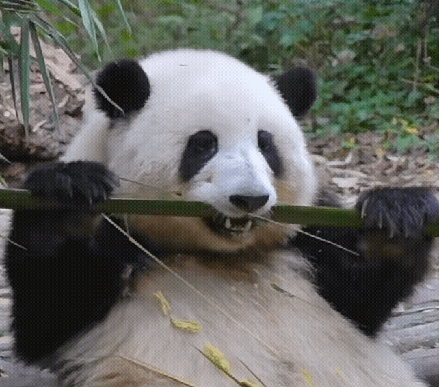 每日一善🐼熊猫守护者 🐼熊猫，这一珍稀而迷人的生灵，以其独特的黑白配色、圆润