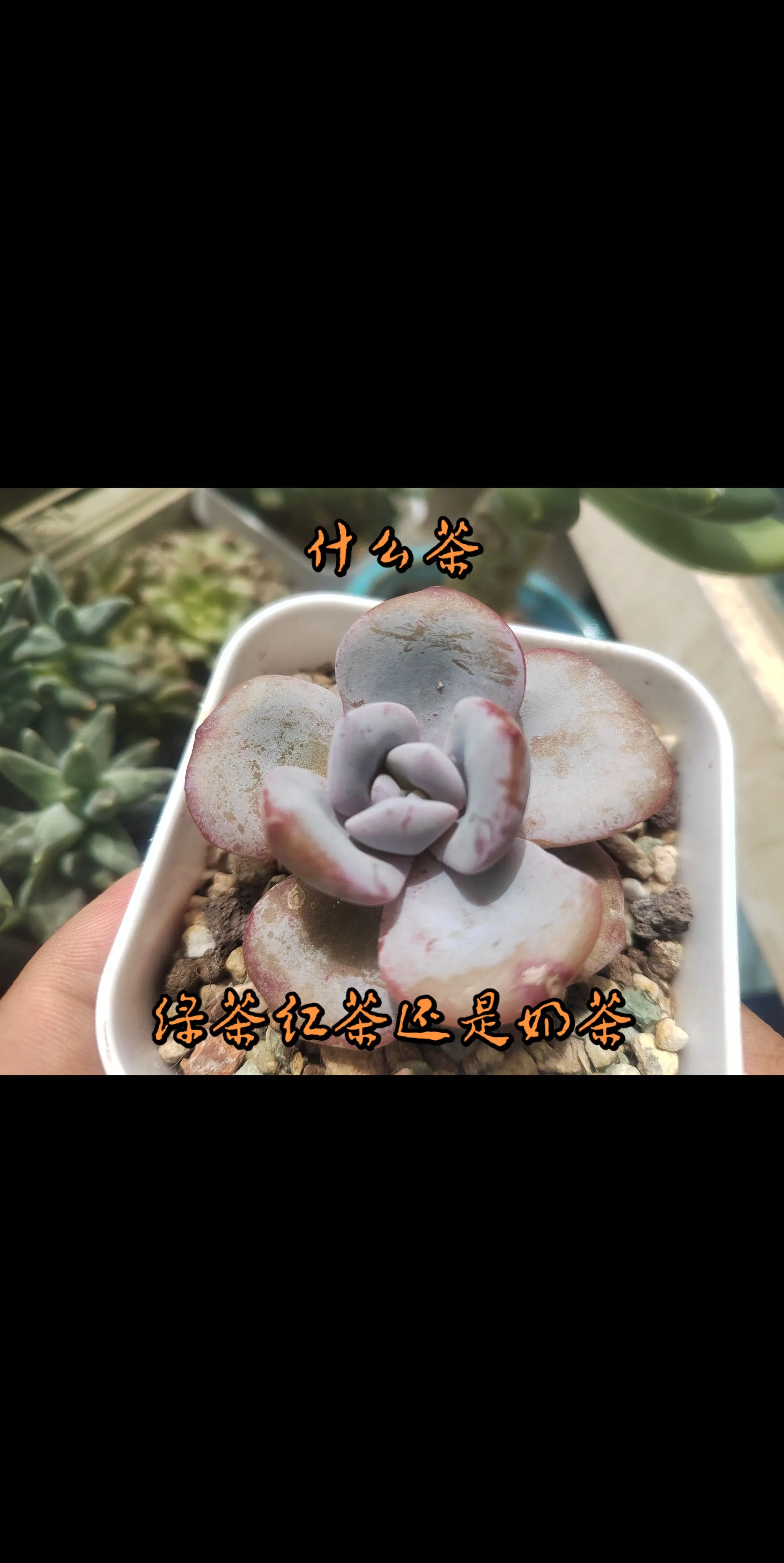 没事有事都养养 是什么茶？