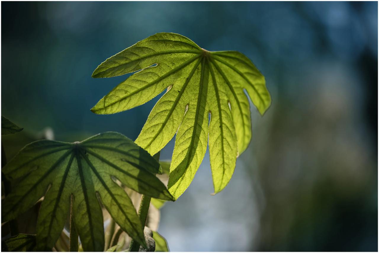 随拍绿色植物🌱