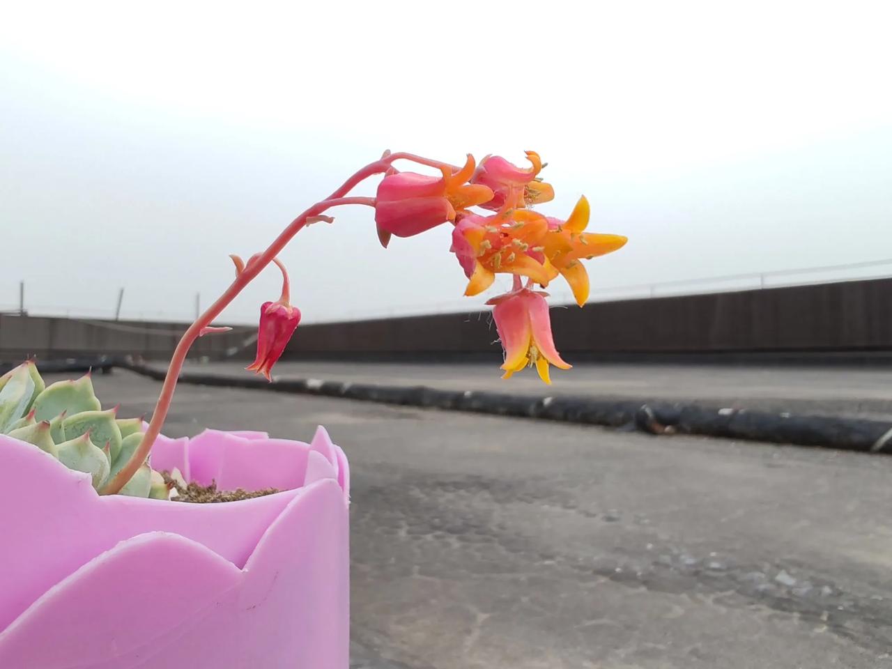 黑爪之花
