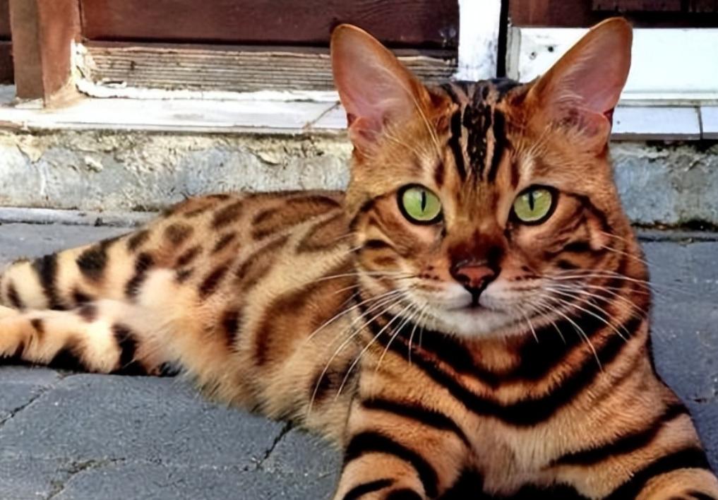 2022年，山东济南的一位女士花5800元买了一只孟加拉猫，喜欢的不得了，结果几