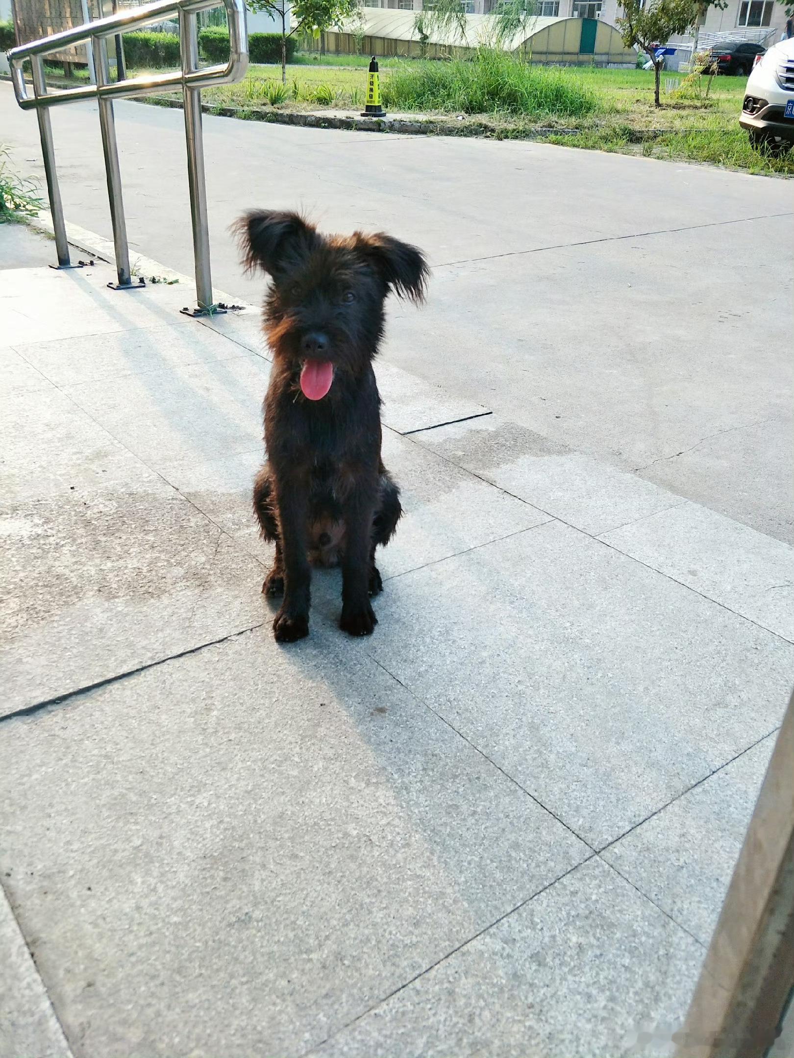很惊讶天翼的耳朵慢慢长成了这样[哈哈][哈哈] ​​​