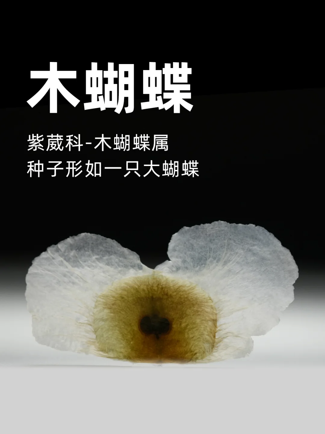 木蝴蝶，种子形如一只大蝴蝶，翅膀晶莹剔透~