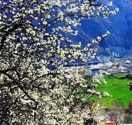 去过一个地方，那里每到春天，梨花相续而开，在山间一簇簇的。
走在山路上，空气弥漫