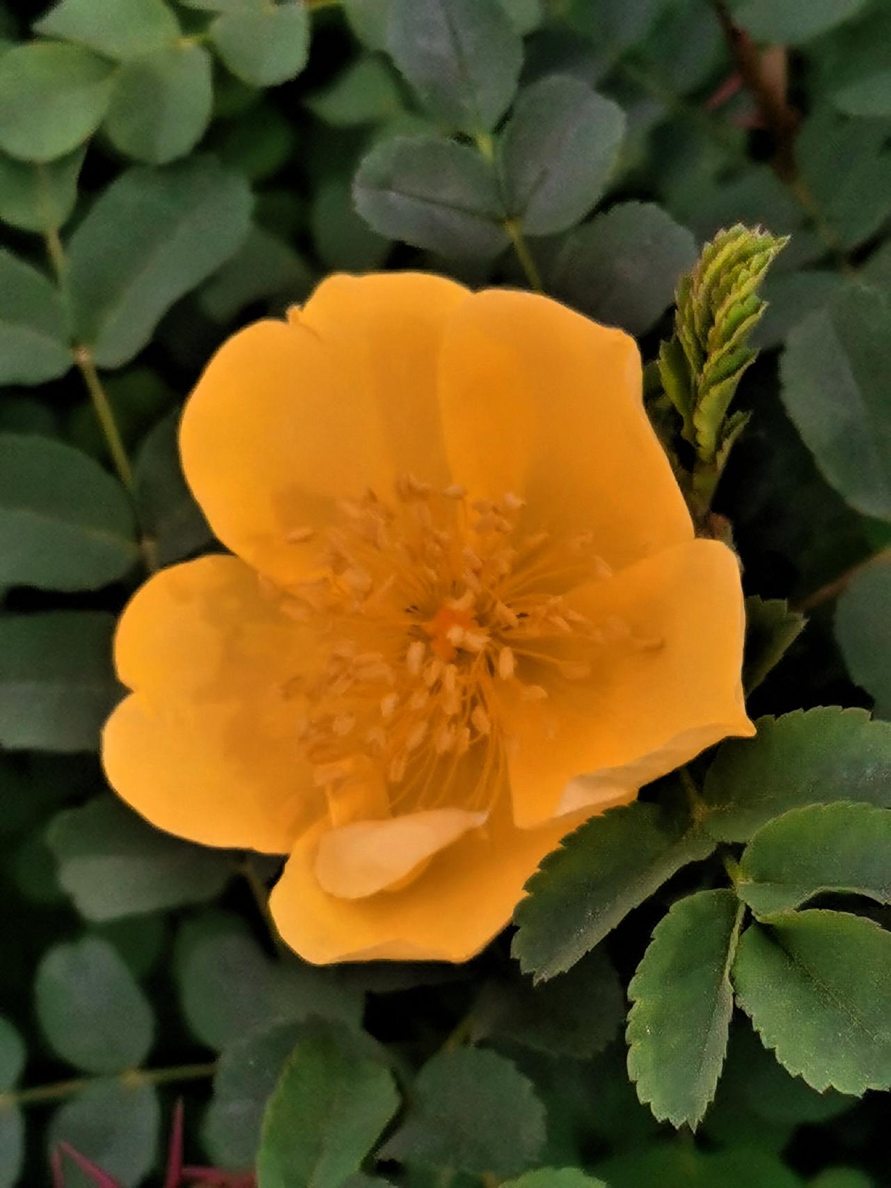 黄刺玫的花语晒图笔记大赛 黄玫玫瑰 黄花刺玫花 黄玫瑰予你 

黄刺玫的花语是希