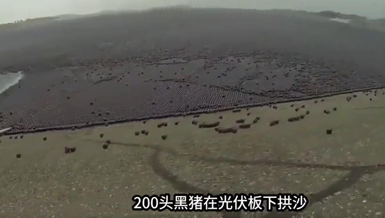 10万头黑猪，挺进沙漠。

不过不是去玩的，而是带着任务的。

任务就是，每天要