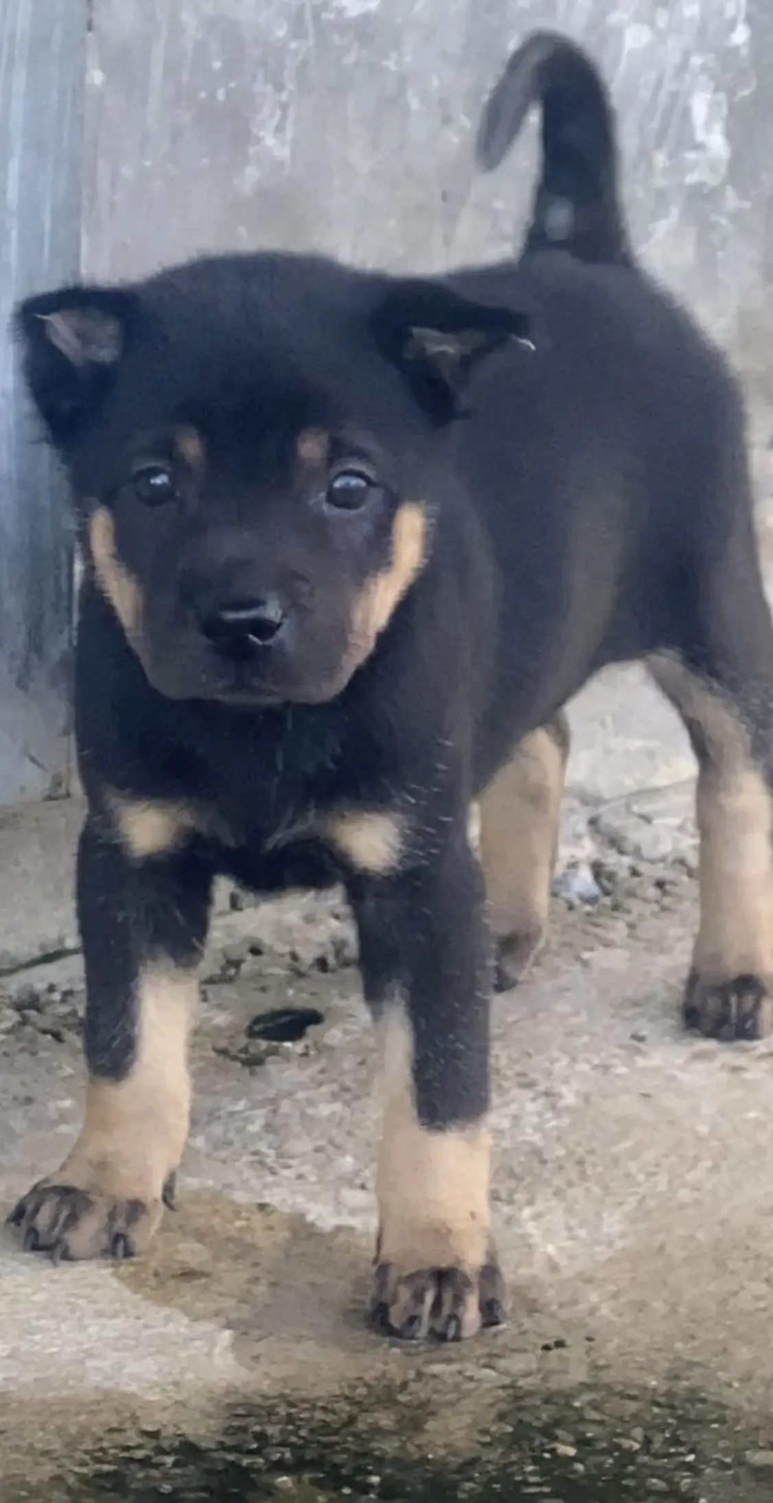 小小年纪杀气腾腾、将来也不是省油的灯