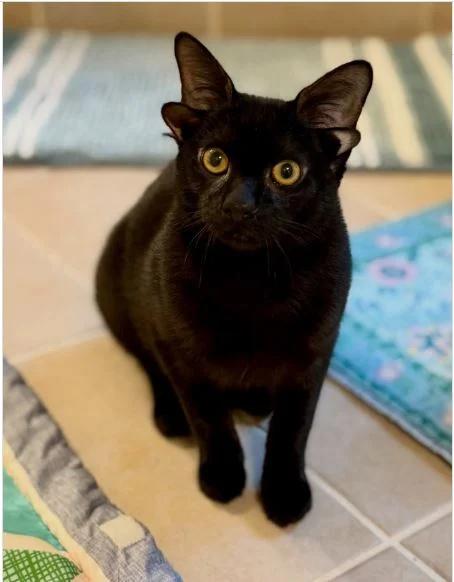 美国阿拉巴马州一只名为多比的小猫，因为罕见基因突变而拥有特殊的4耳造型，模样被动