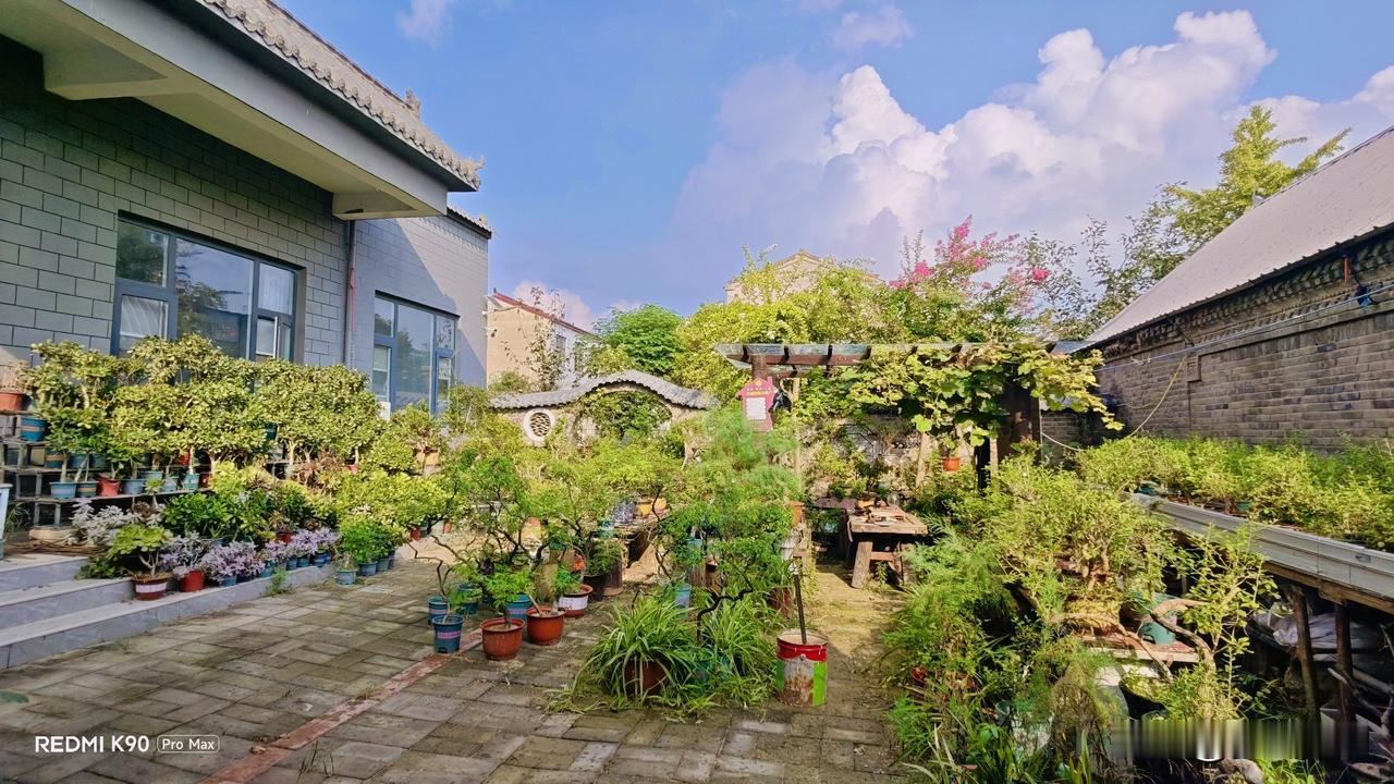 今日重返老家的农家小院，本想看看一些老桩是不是出现旱情，当我打开院门的那一刻，我