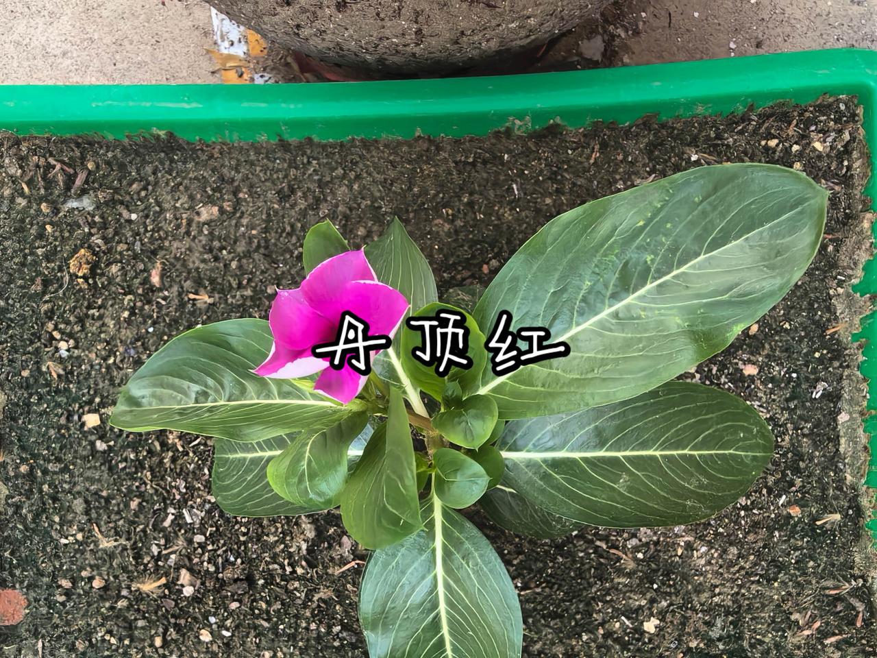 丹顶红