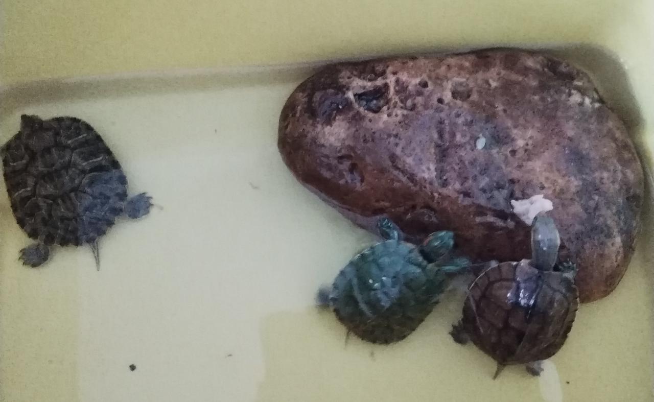 养龟日常记录：今天中午喂龟龟吃瘦肉，无论巴西龟还是草龟都很喜欢吃，就是新买回来的