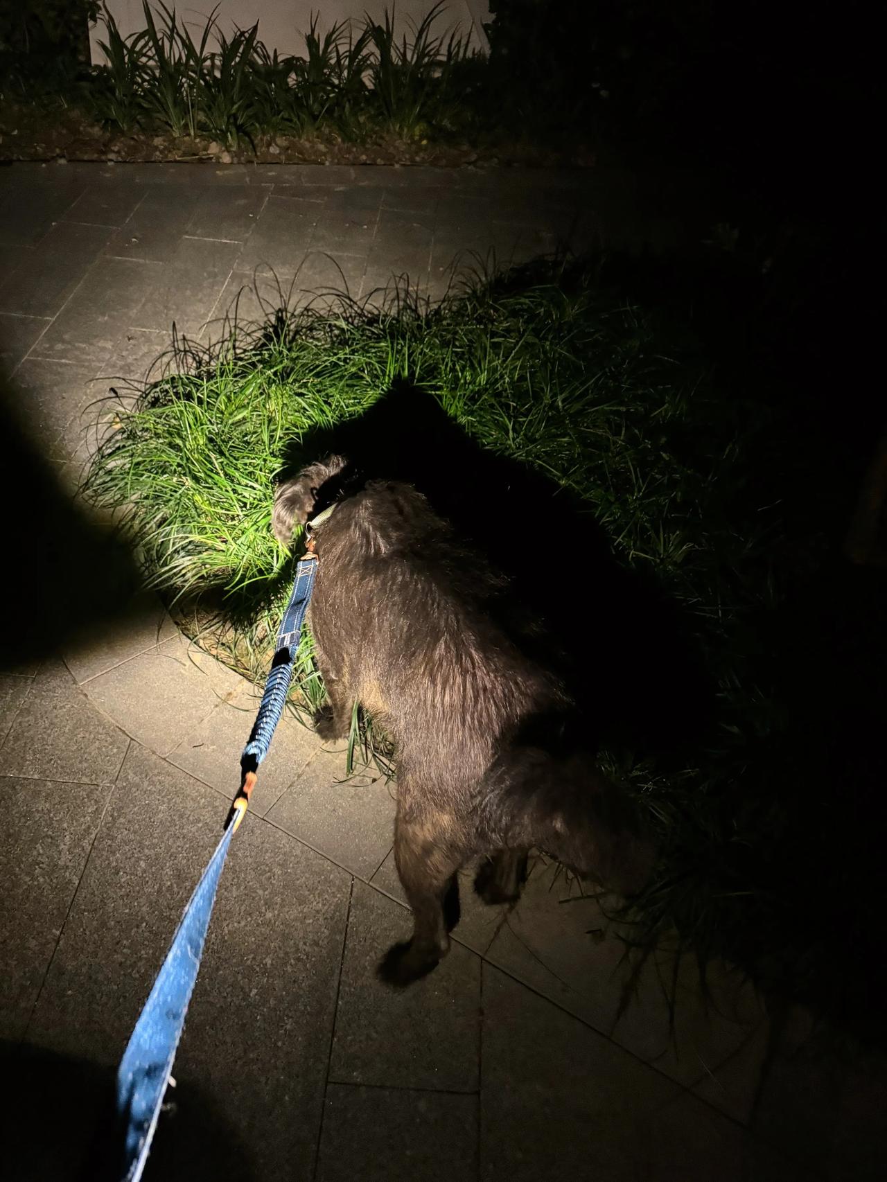 现在的时间是这么安排的：白天照顾家里的猫狗，约五点半给阿仔喂完晚饭就出门去医院，