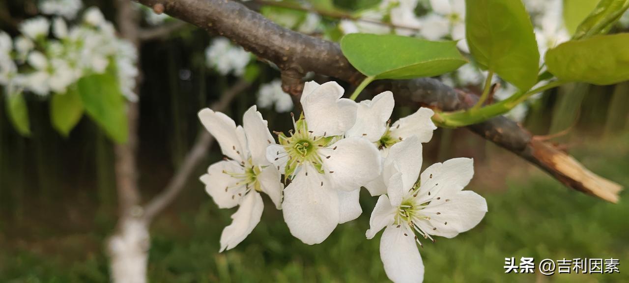 早上跑步3000米，久不跑步，心肺功能跟不上。气喘，心跳加速。停止跑步后，心率过