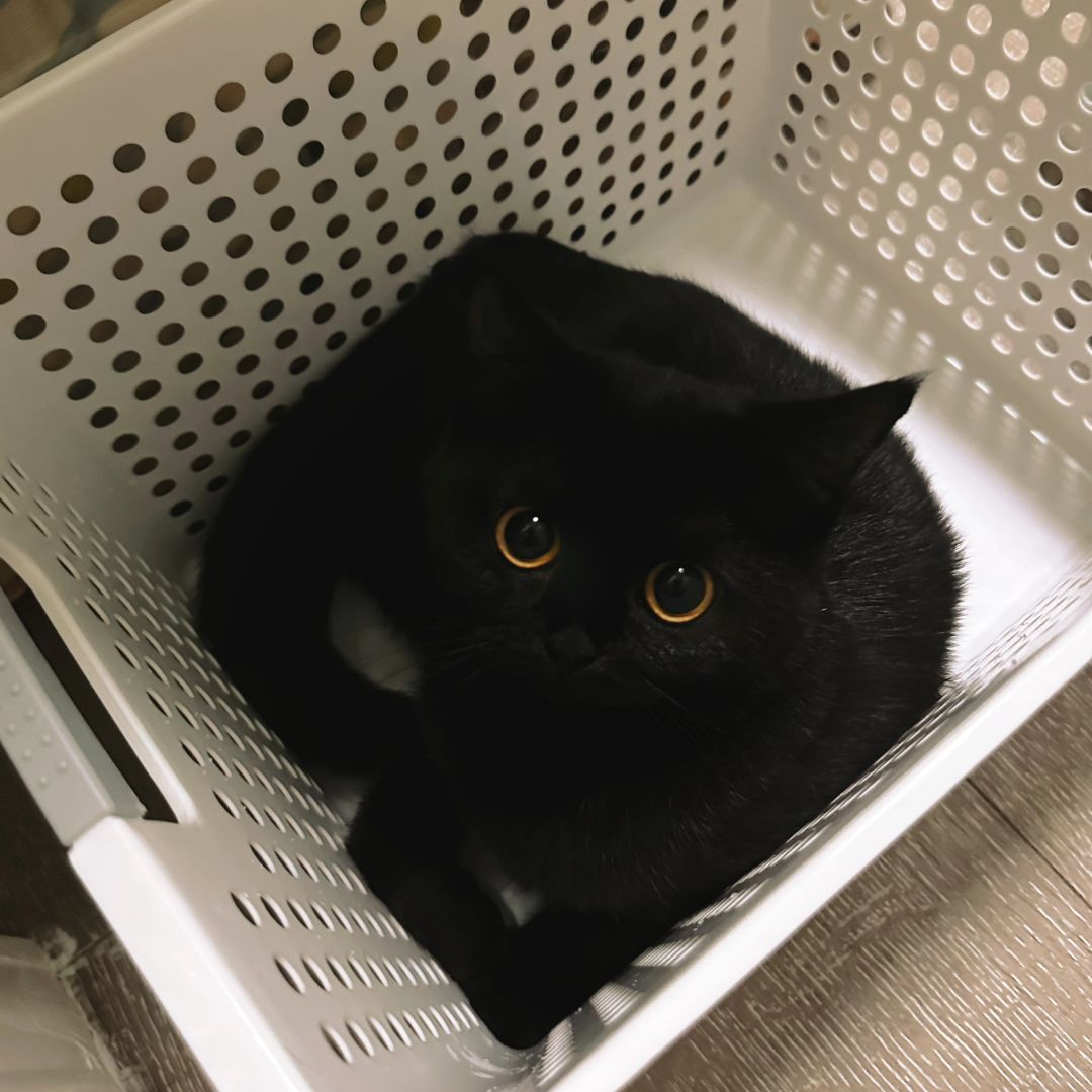 盒子里面长小猫了诶🥺