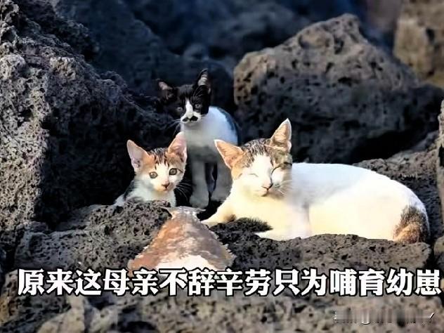 流浪猫妈妈的“比目鱼与爱：跨越山海的母爱，感人至深！

一只流浪猫捕获了一条比它