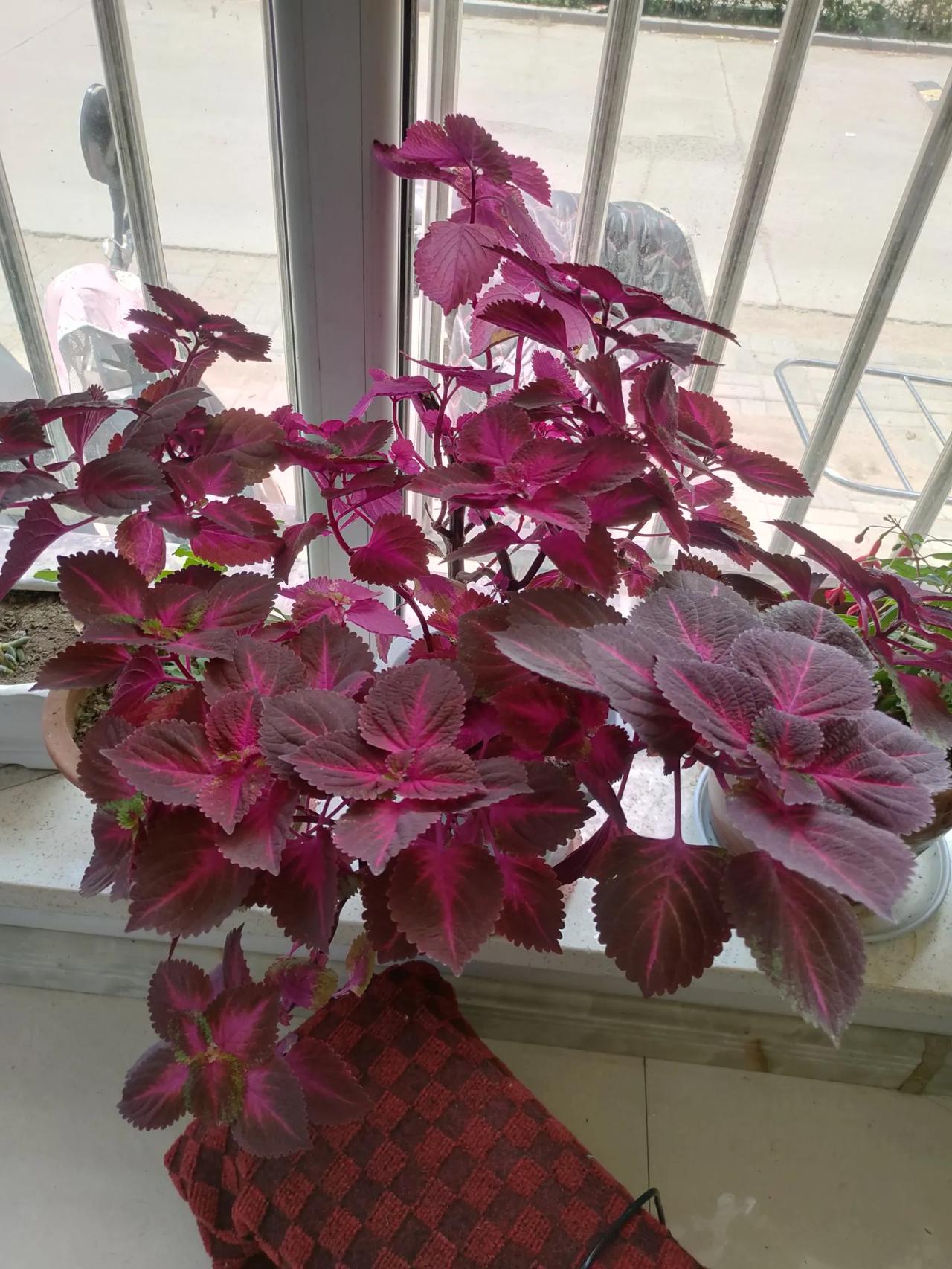#分享一下你的最爱#
#身为家庭主妇，我最爱的是那份宁静而充实的家庭时光。清晨，