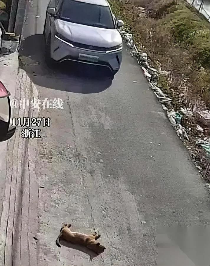 狗狗躺路中不动？

司机按喇叭它仍不起

直接开车轧过引争议！浙江这事儿最近吵翻