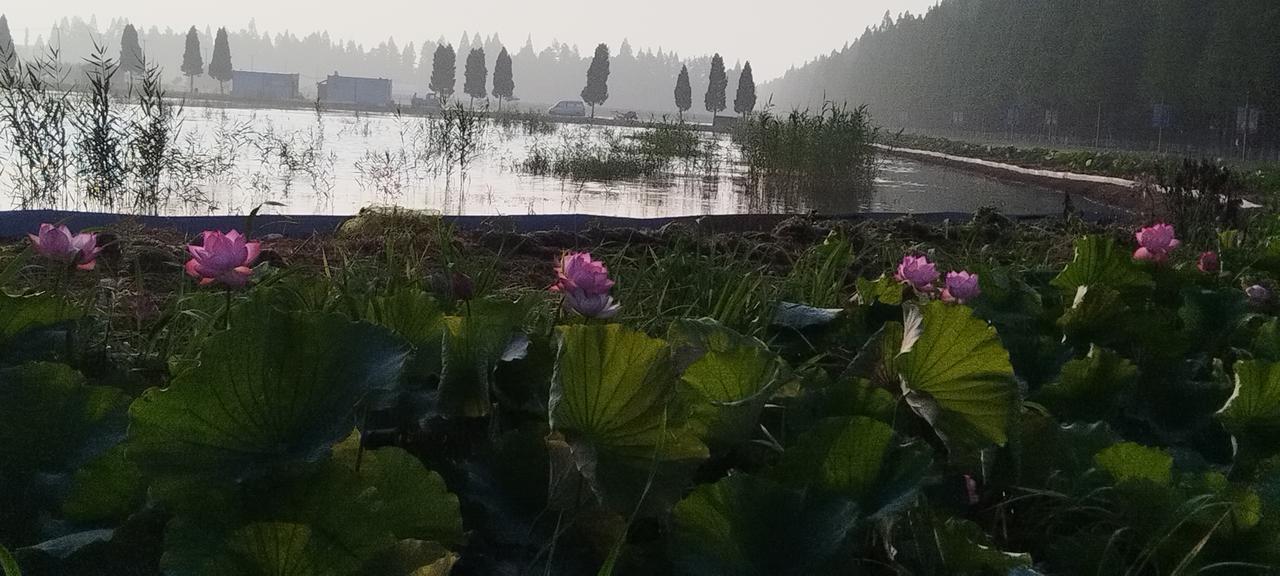 分享一张拍摄的花