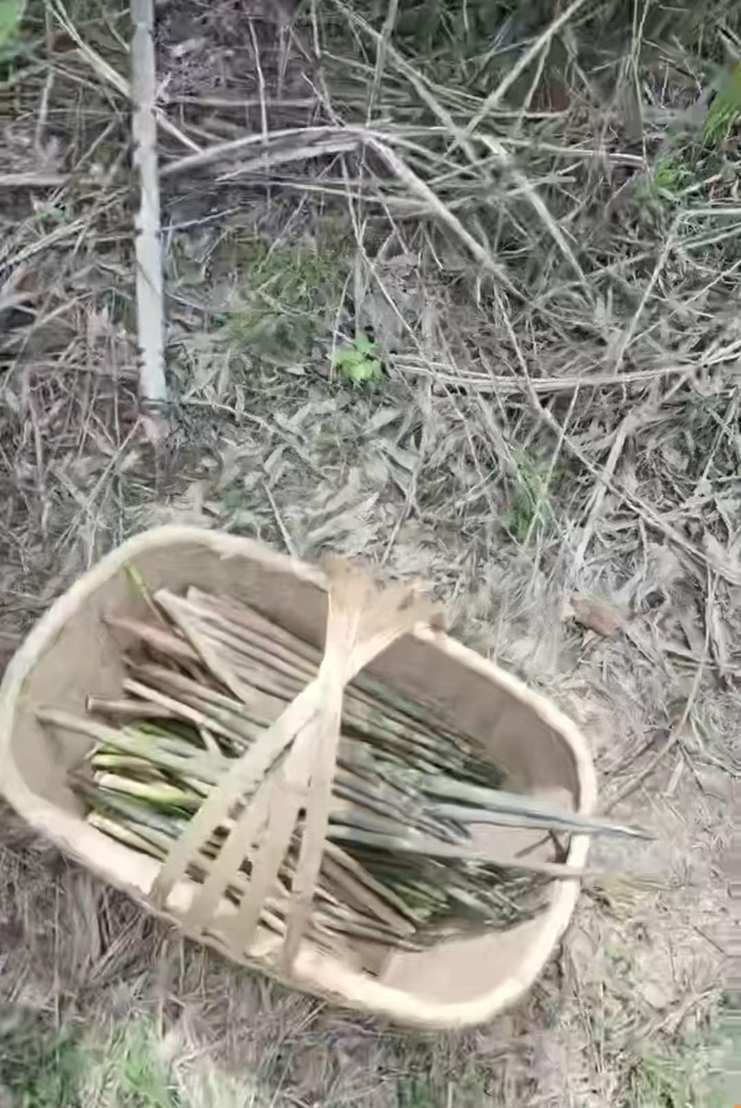 今日去山头逛了几圈，看到了美丽的风景，心情愉悦之时去寻了小竹笋，一条龙服务，摘，