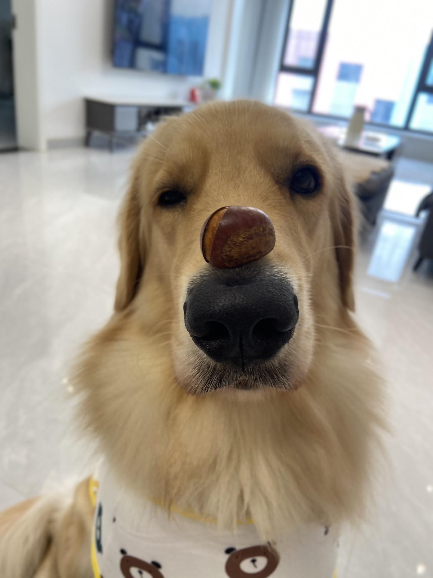 泥嚎！我是狗，我初次使用抖动音符 泥嚎，我是一个金色毛的狗，我注册了账...