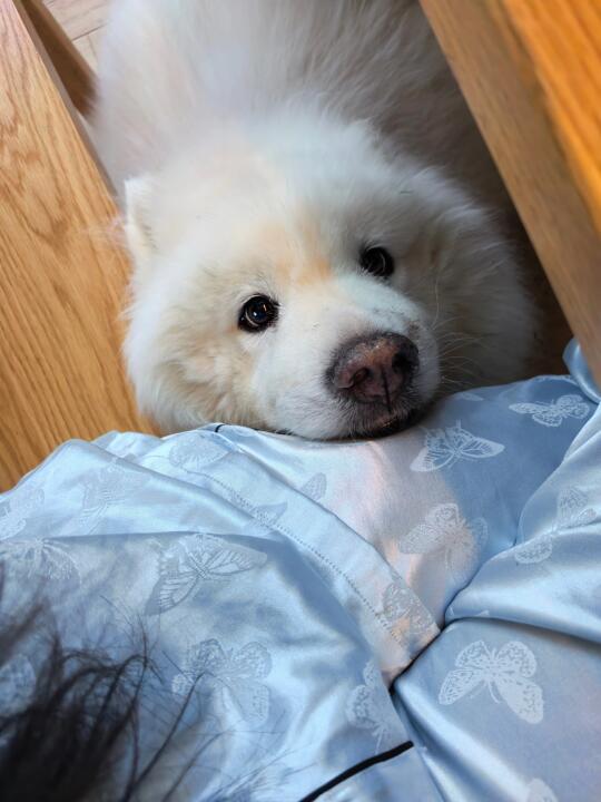 可以给小抖吃一口吗？就一口