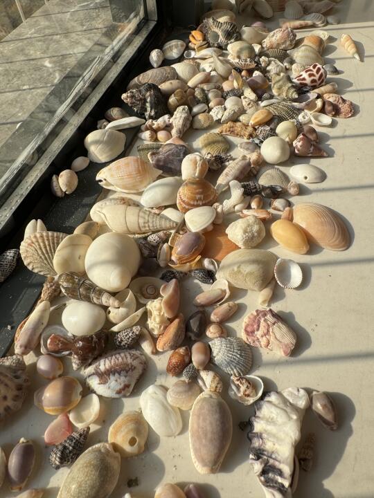 晒贝壳🐚｜海南岛捡回来的贝壳一定得这么做