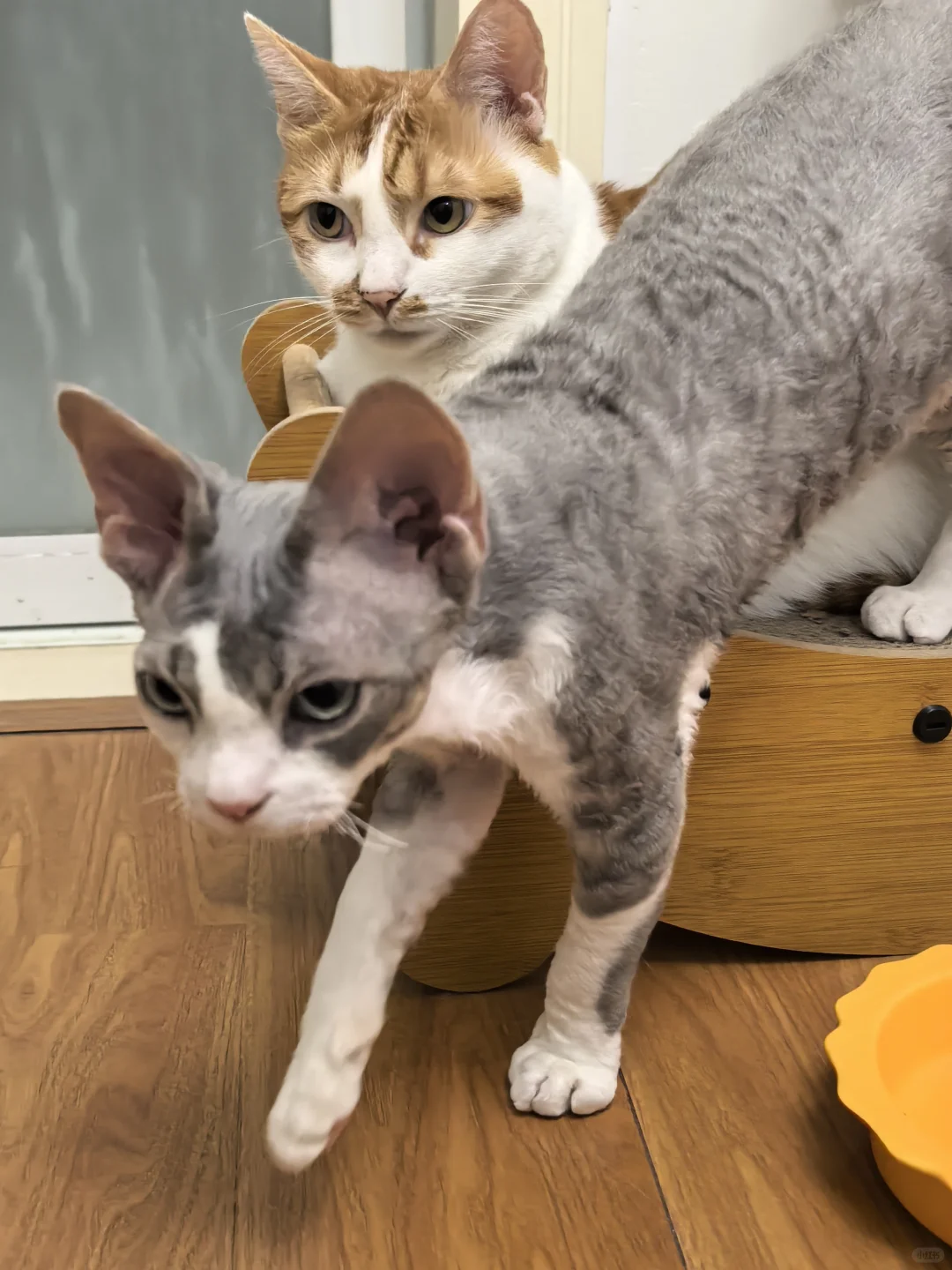 没人觉得德狗嘴巴闻起来有一股脚臭味么