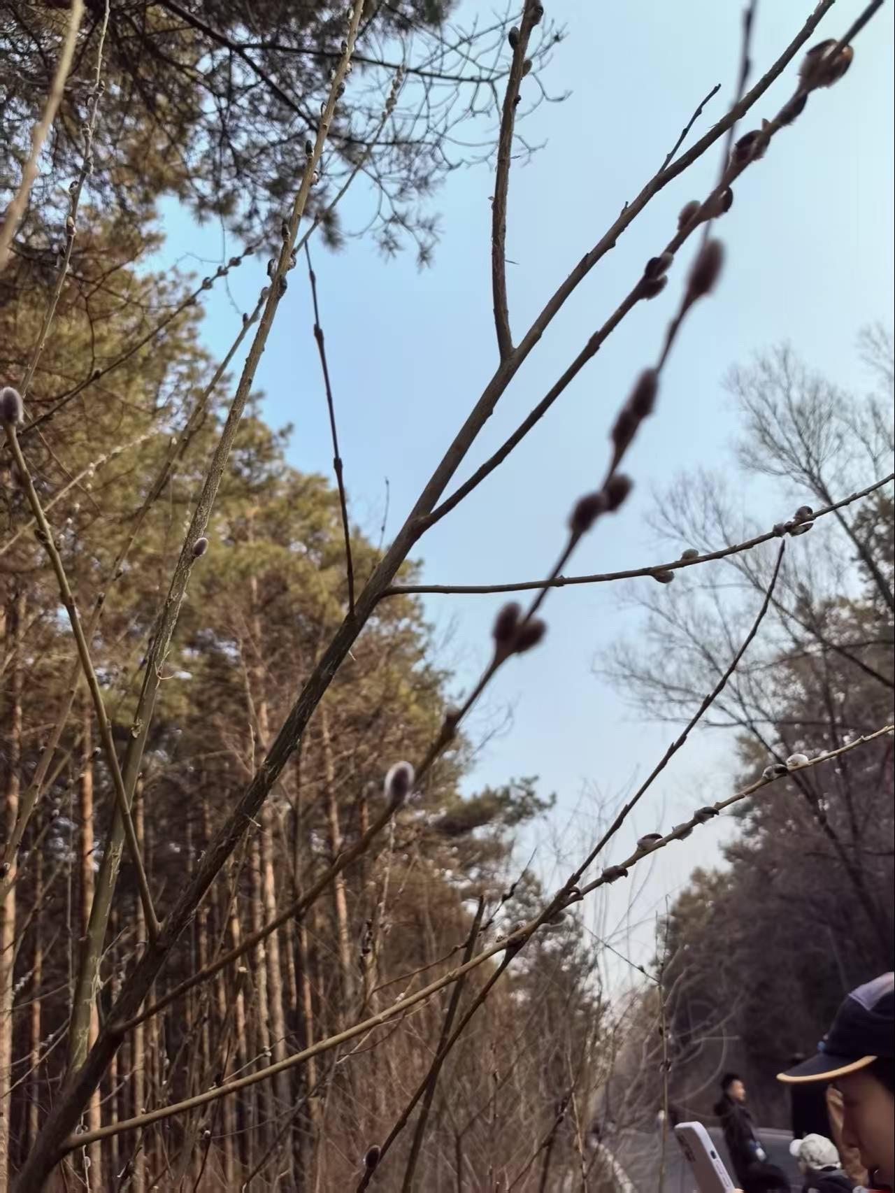 春天又回来了，那你哪？配乐有奖 春天 春天你好 春暖花开奔你而来