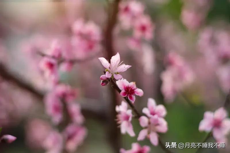 桃花盛开的美景图片欣赏