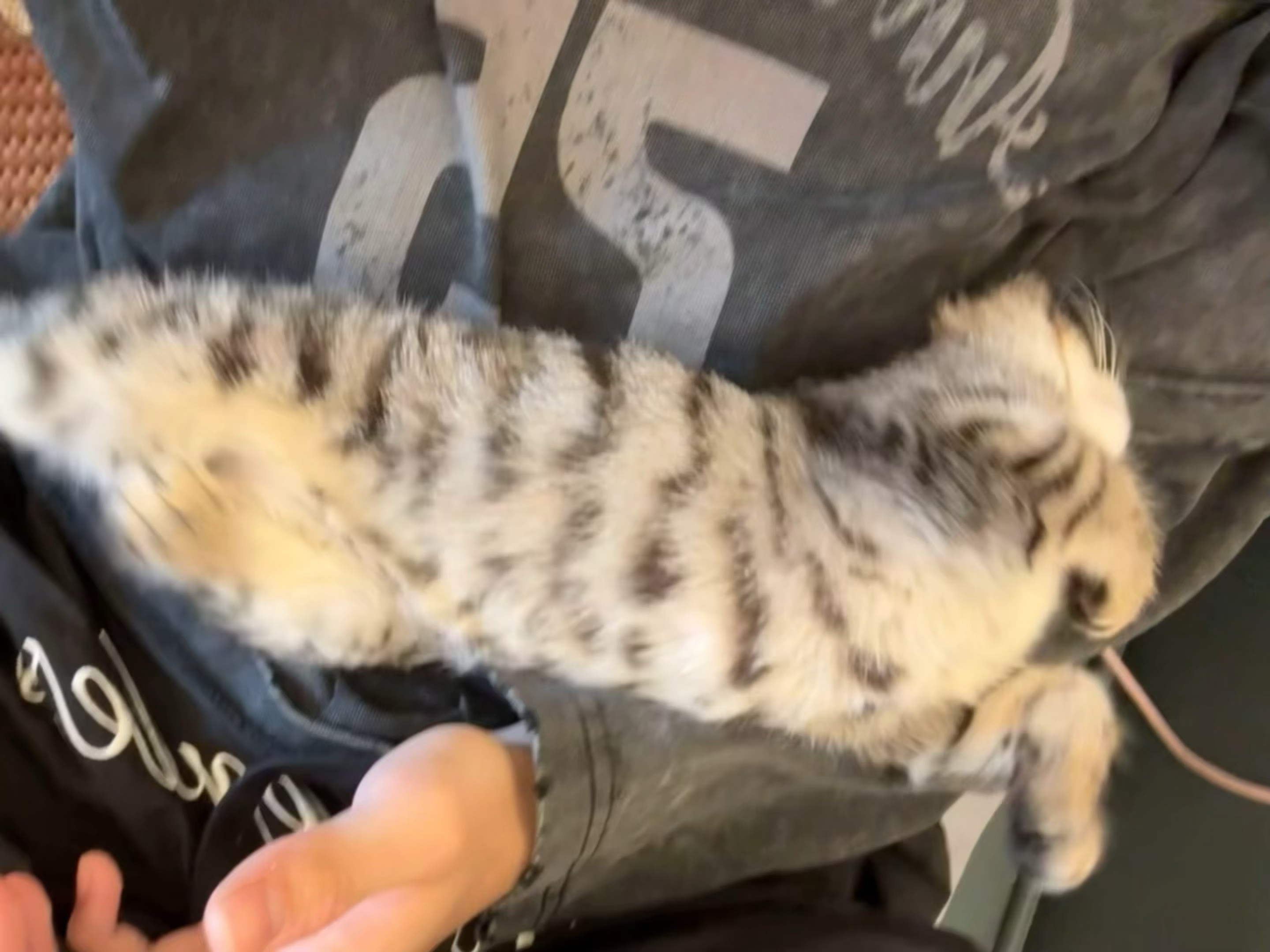 6.30张奕然泡泡🫧更新“一条猫猫🐛 可爱的猫猫虫，分享给你”咖啡我跟你商量