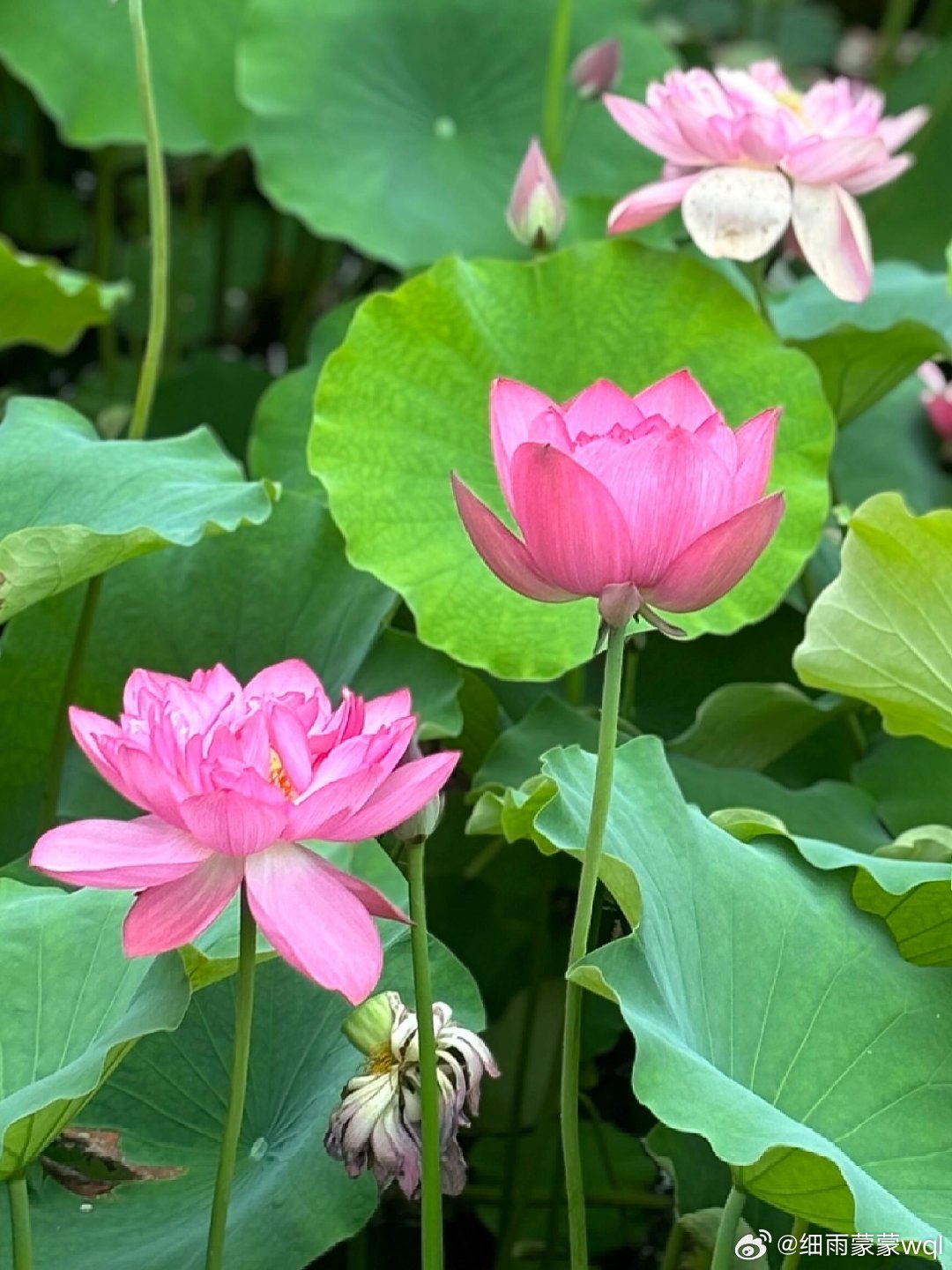 这儿荷花真好，你若来看，一定会很喜欢的看荷花 